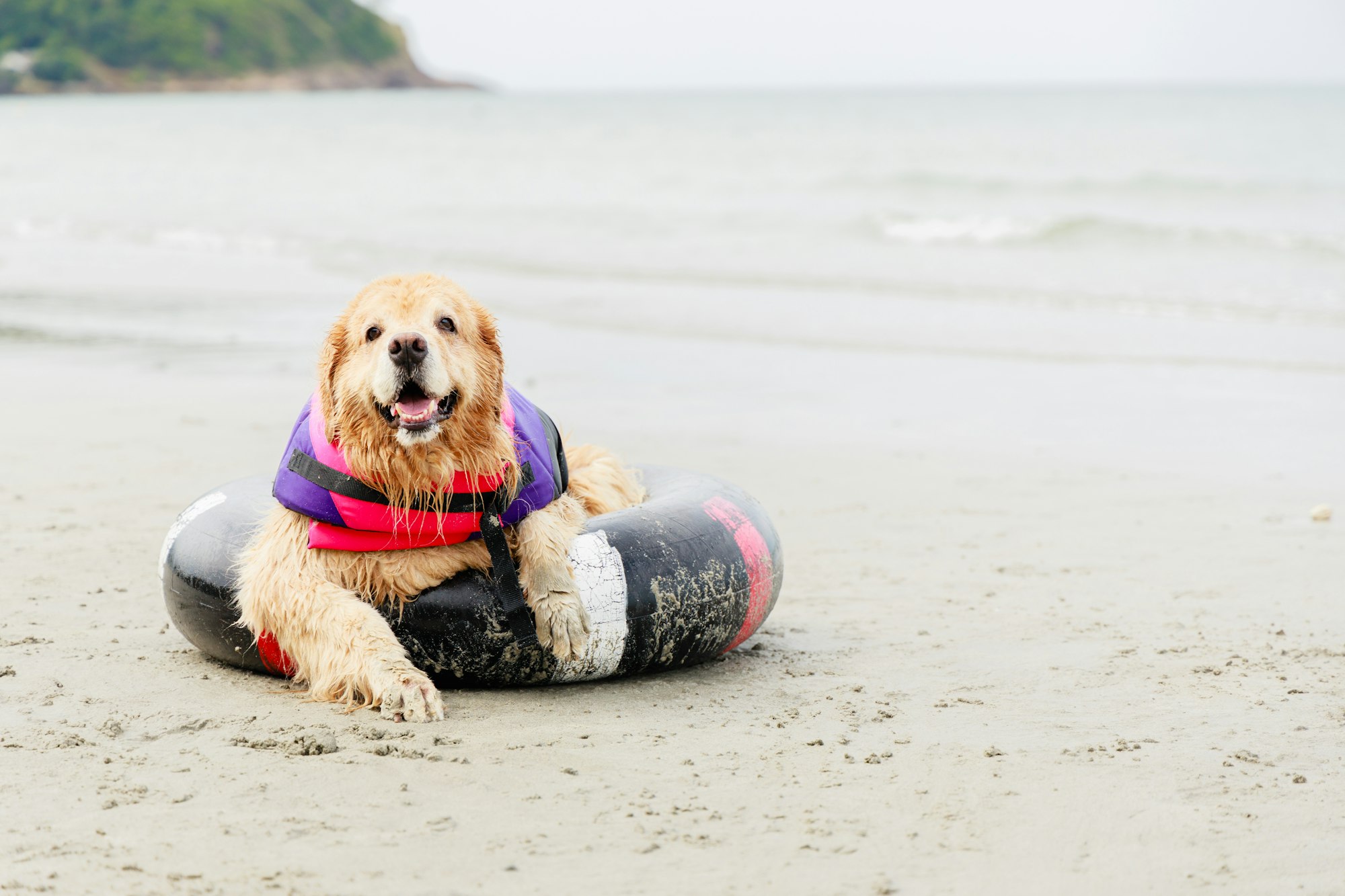 Friendly Golden Retriever dogs in rubber ring resting on tropical beach. Friendly pets